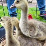 4A "W Zielonym Gaju"